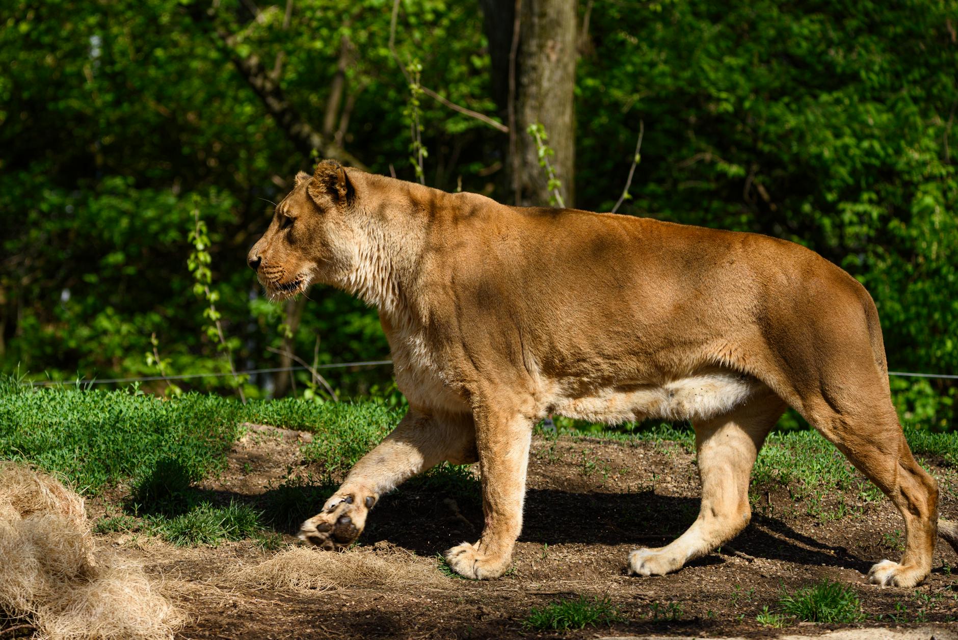 What Are the Biggest Bape Drops Hitting in Early 2026?