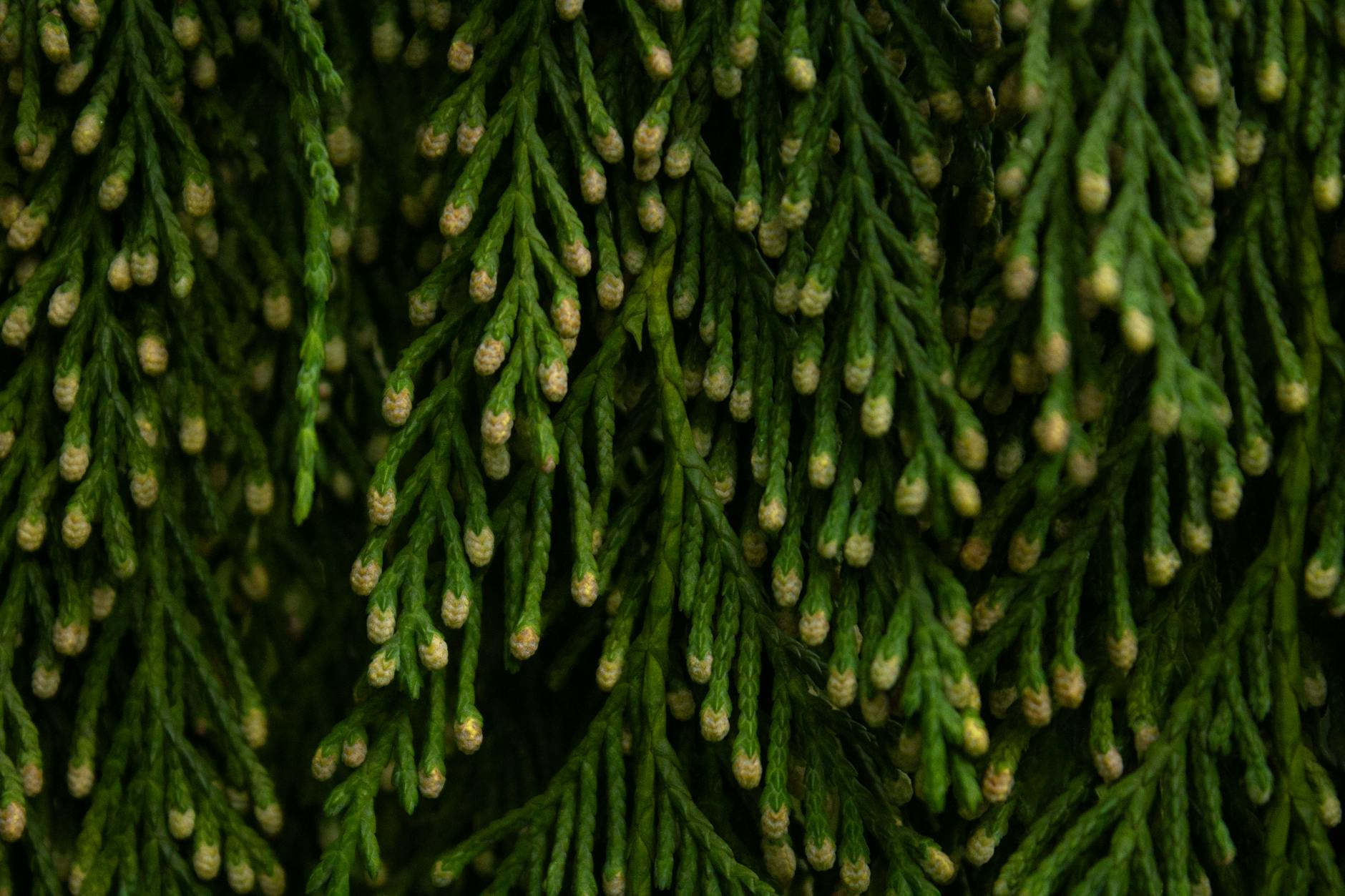 What Drove Bape's Coolness Revival in 2025?