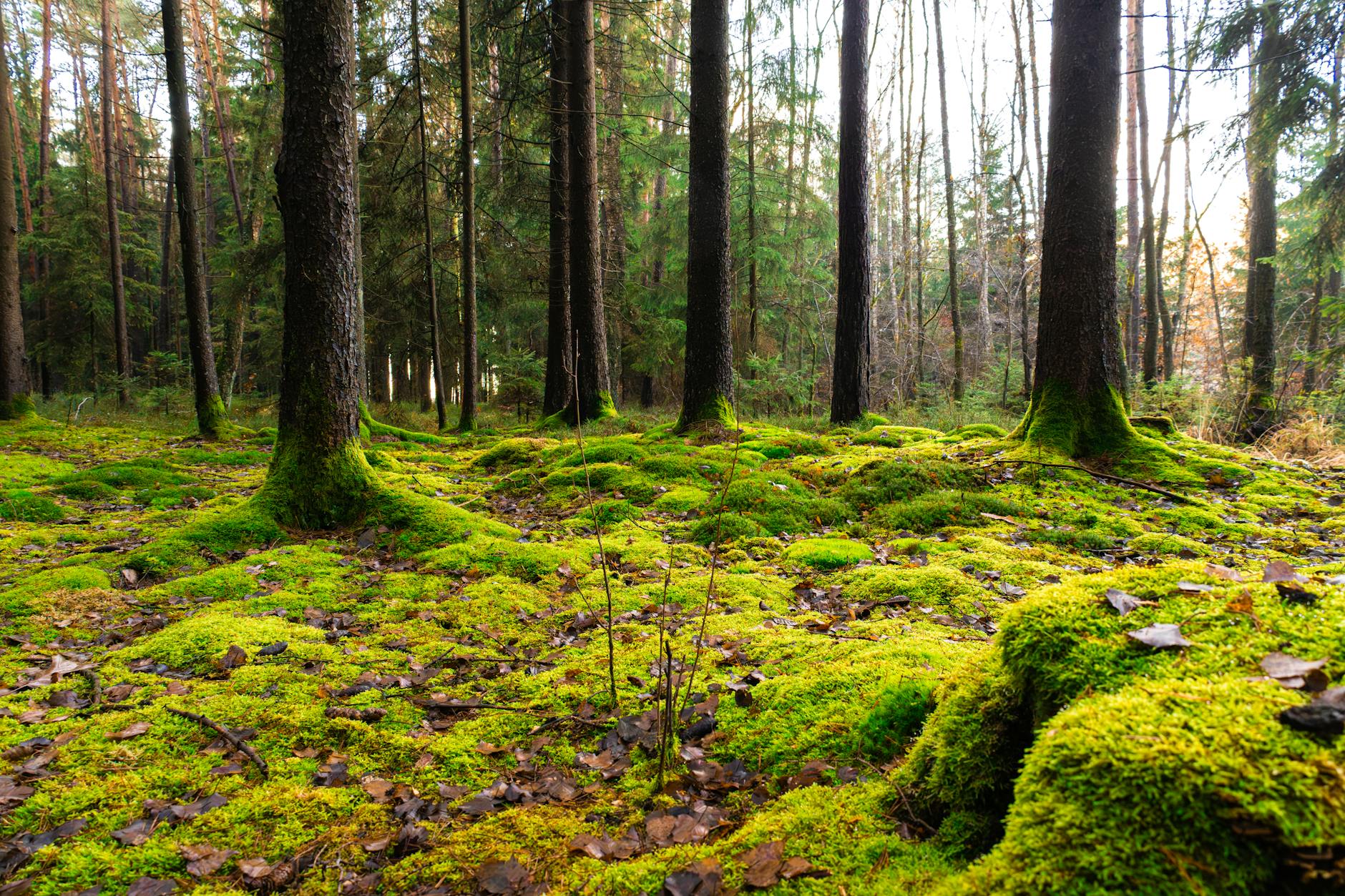 The Celebrity Ecosystem and the Authenticity Question